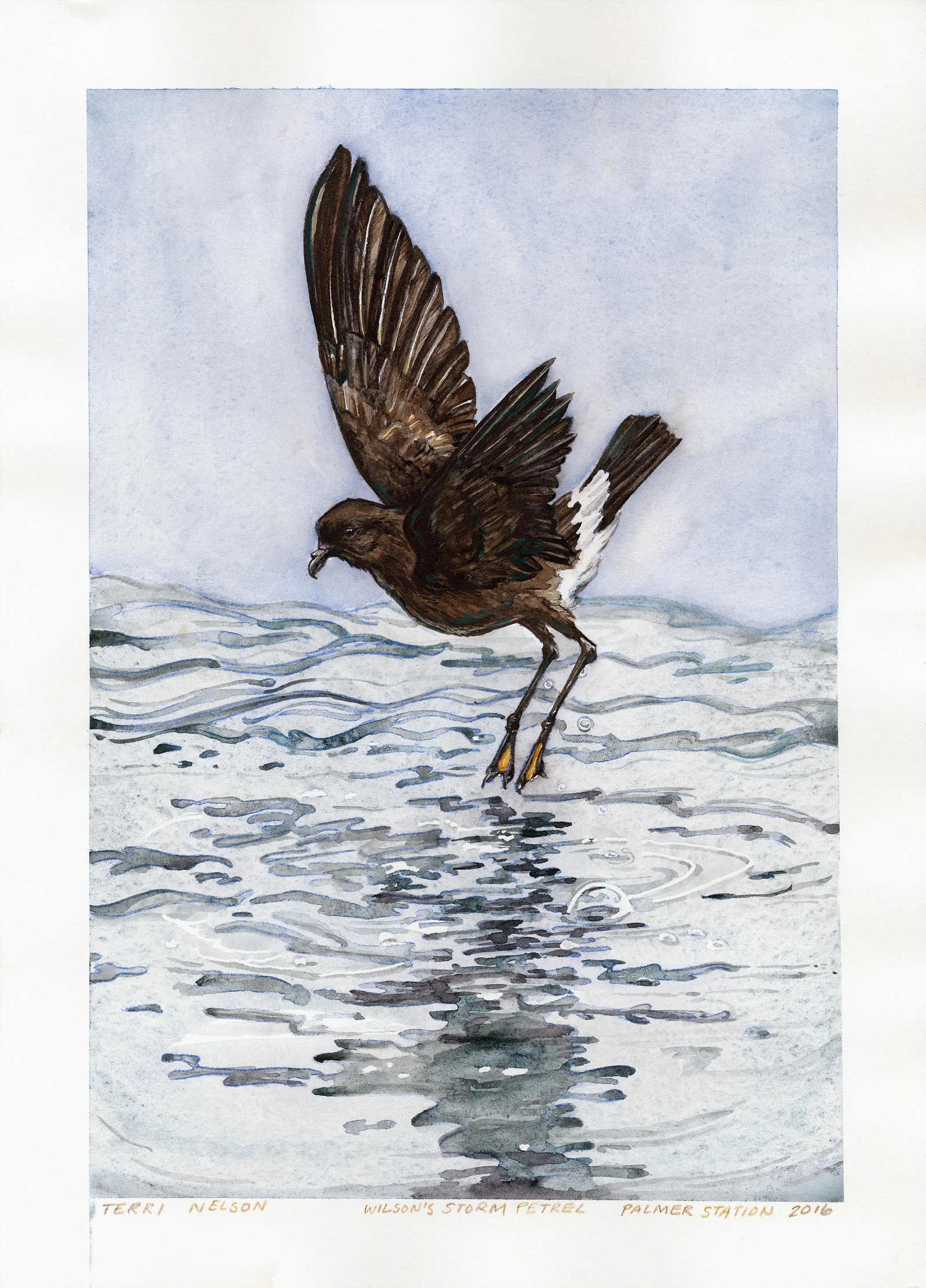 Wilson's Storm Petrel