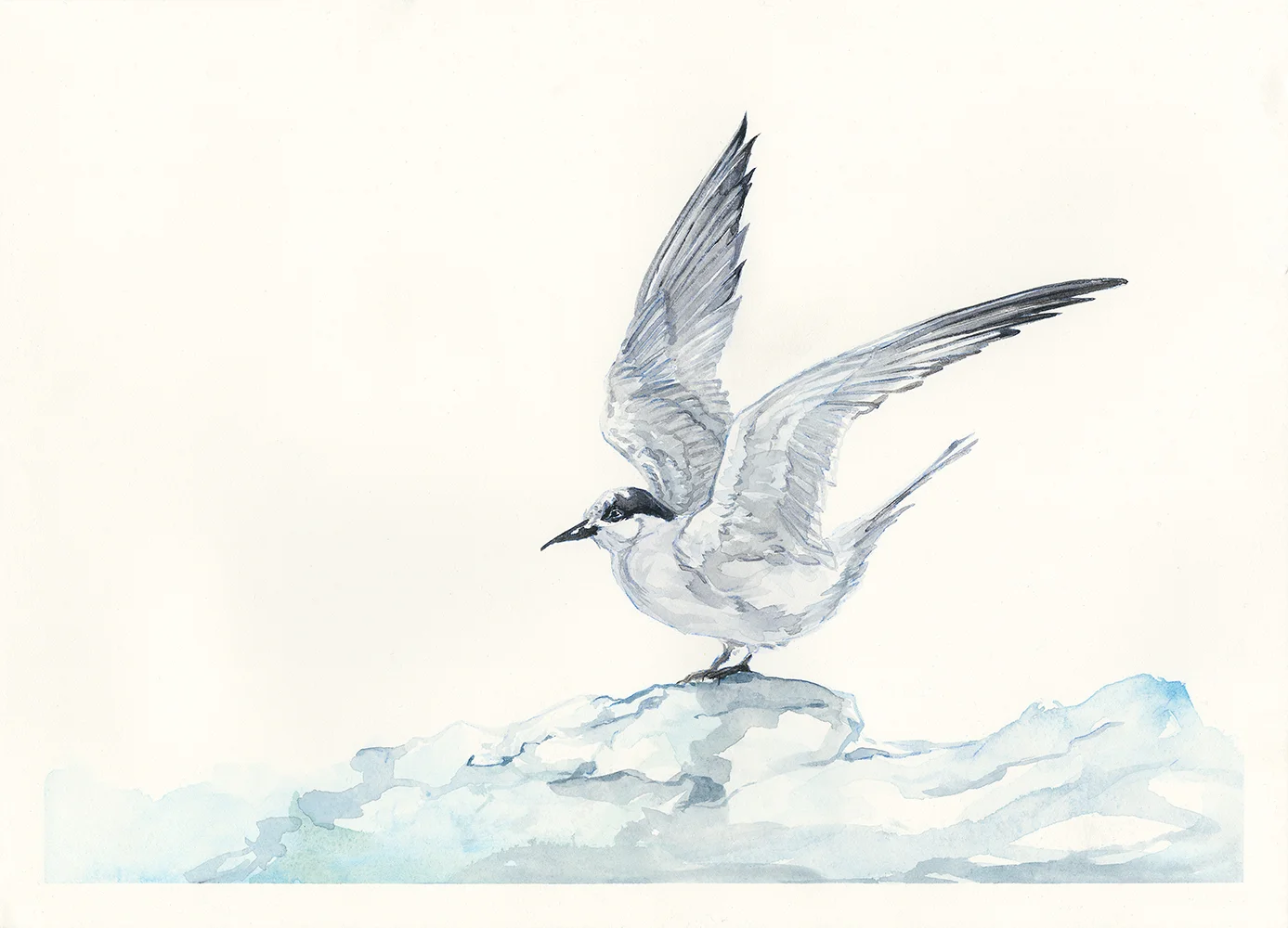 arctictern.jpg