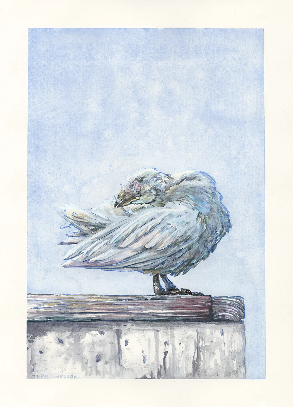 preening.jpg