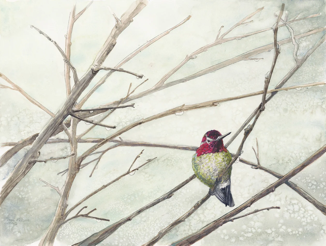 Winter_Hummingbird_tnelson.jpg