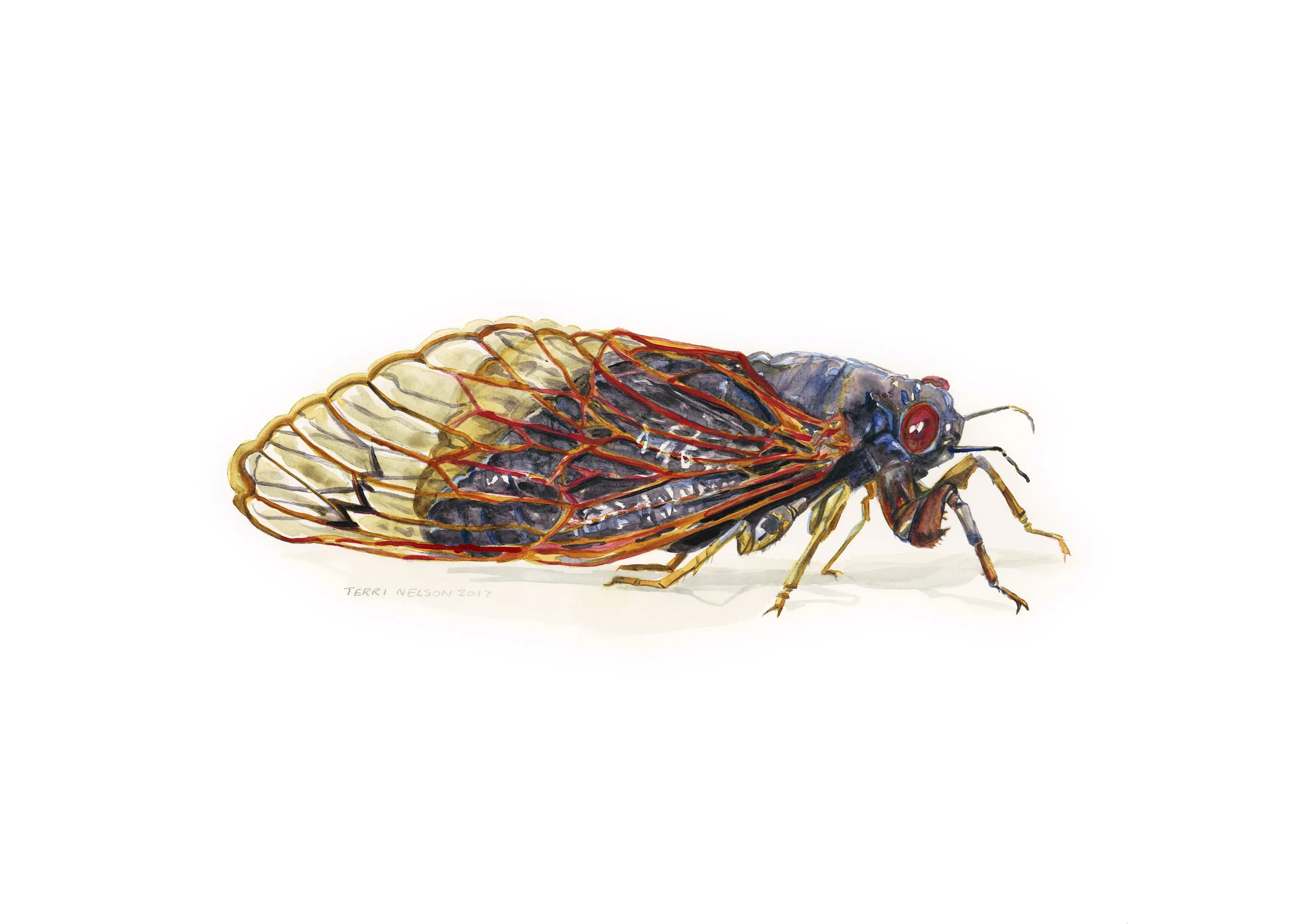 Magiccicada