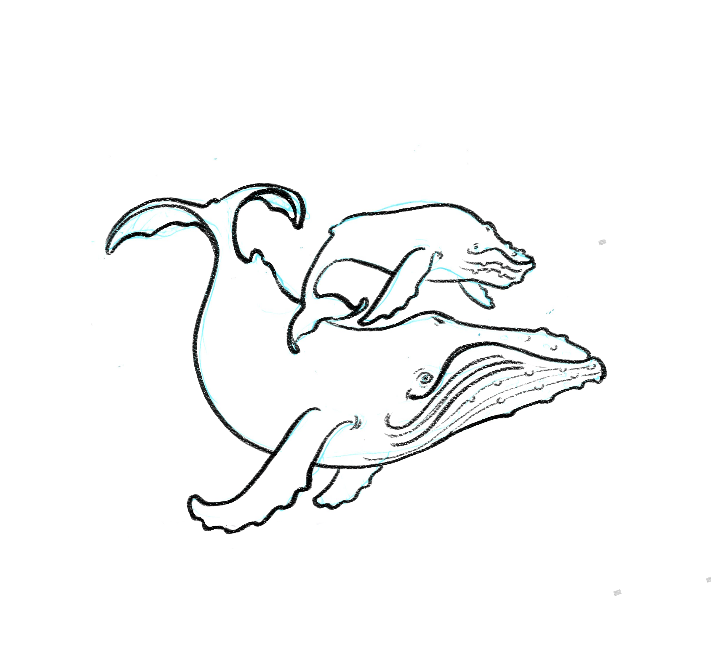 whalelines.png