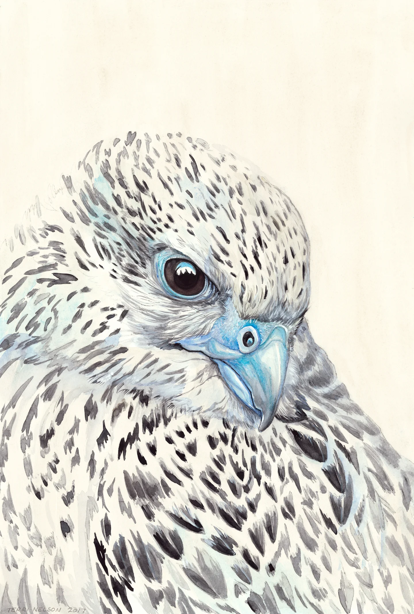Gyrefalcon