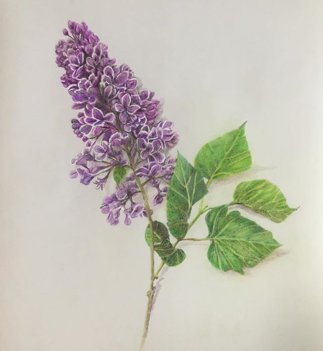 Done. Lilac, colored pencil on acrylic film.