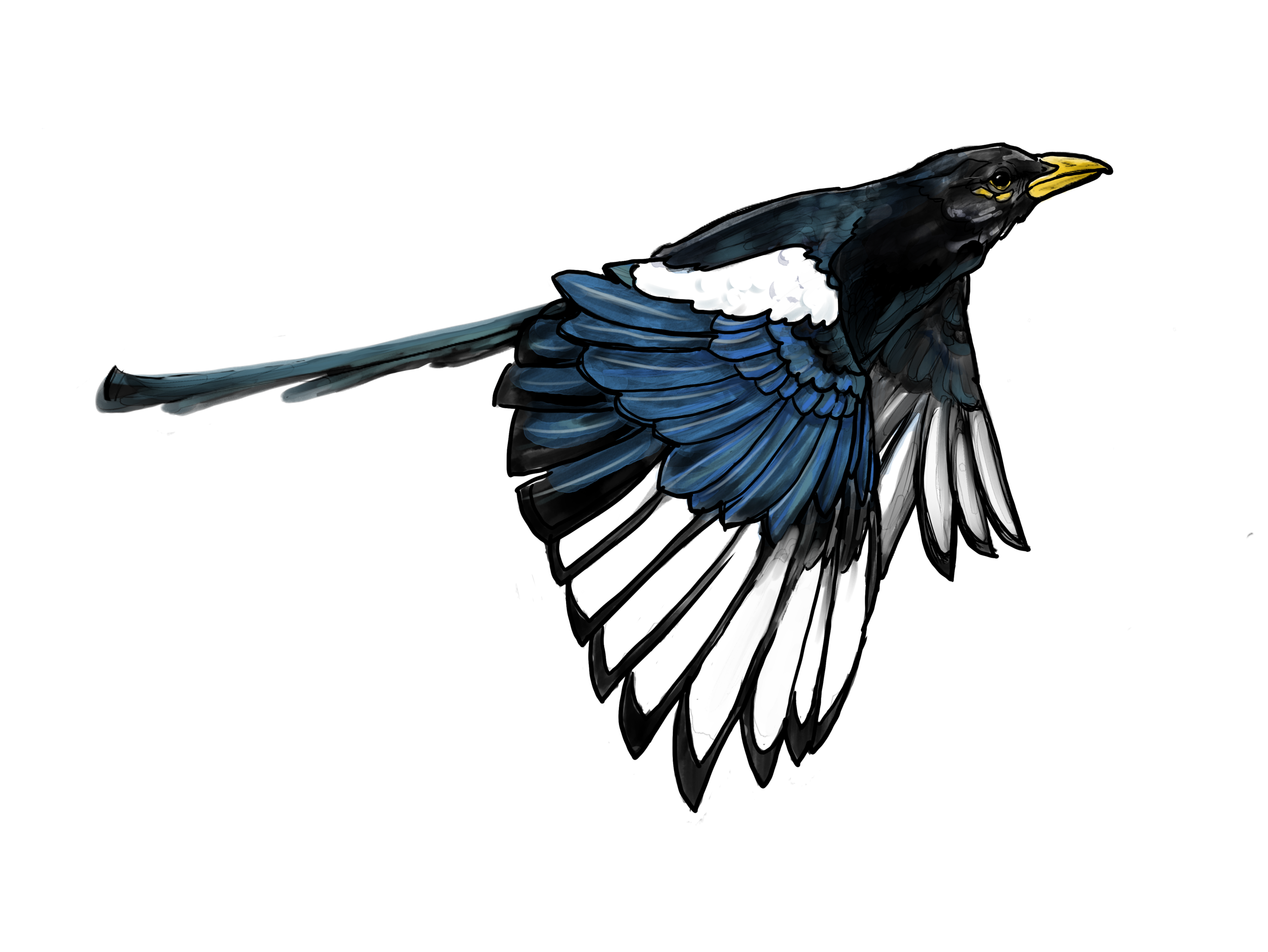 magpie.png