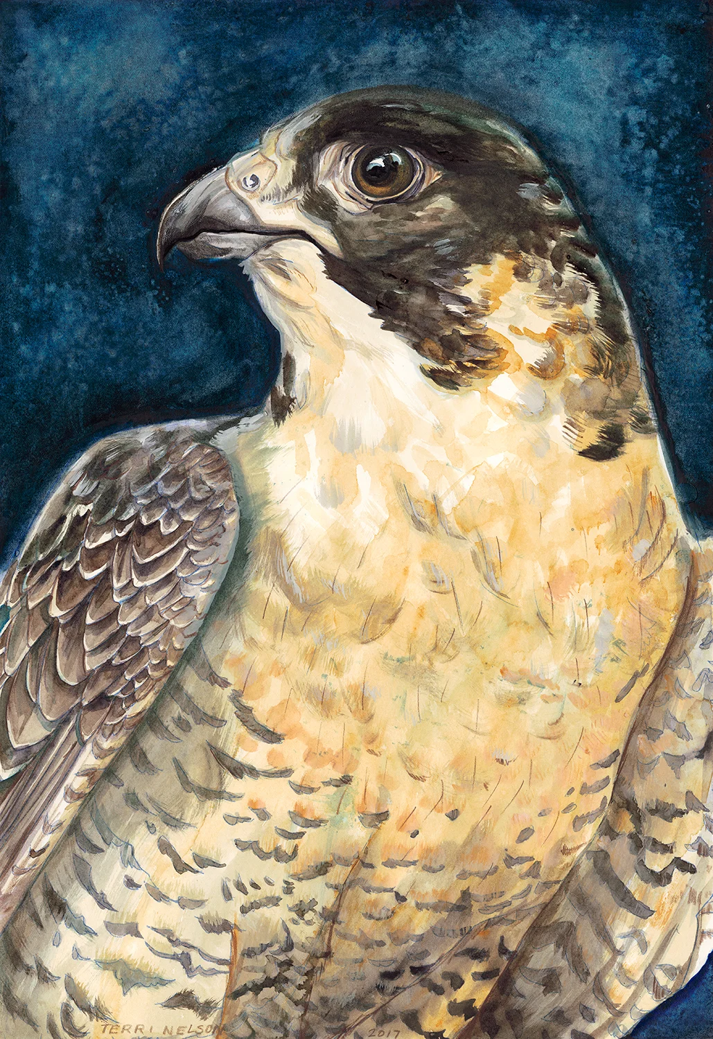 peregrine (1).jpg