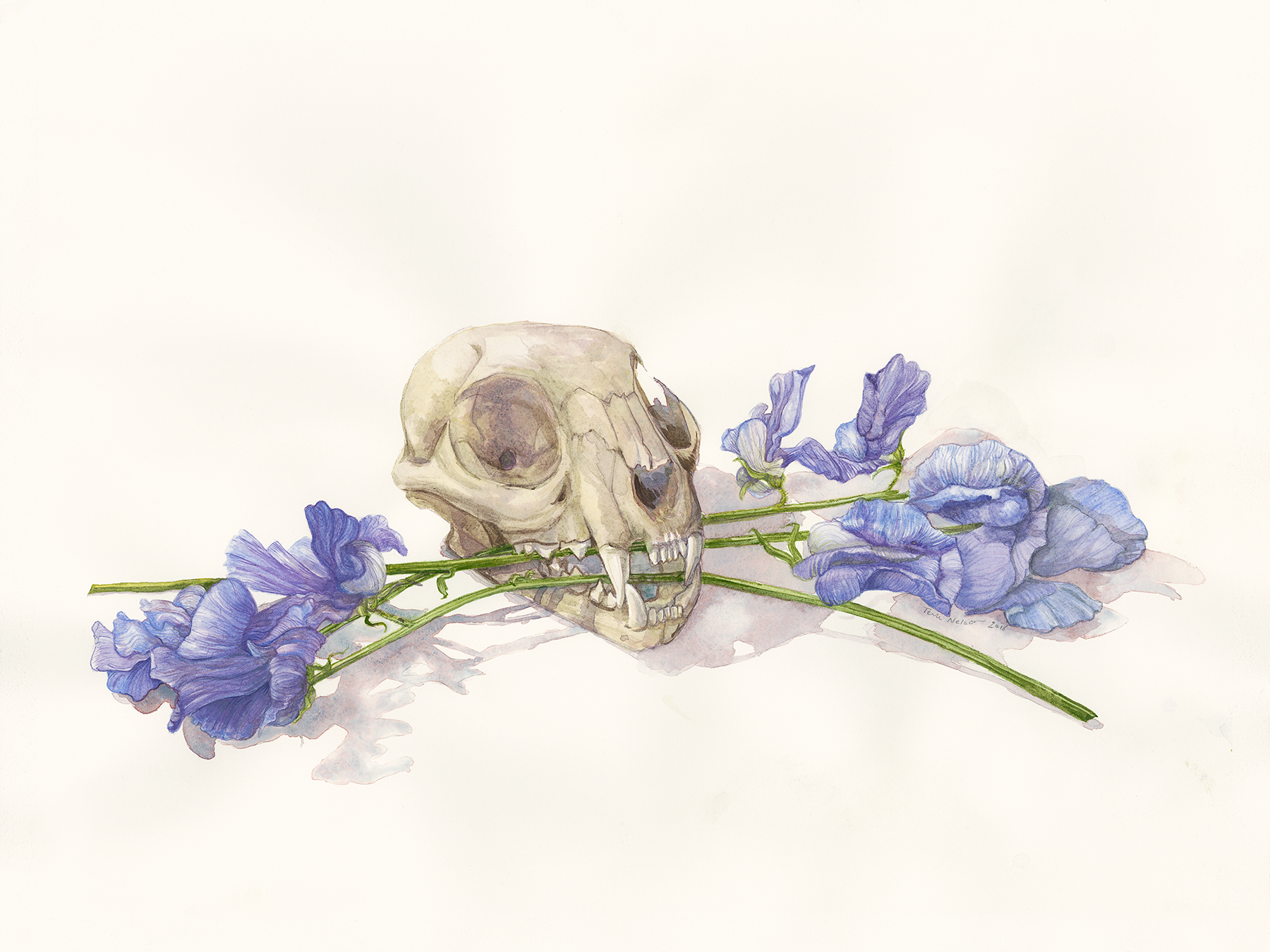 Sweetpeas