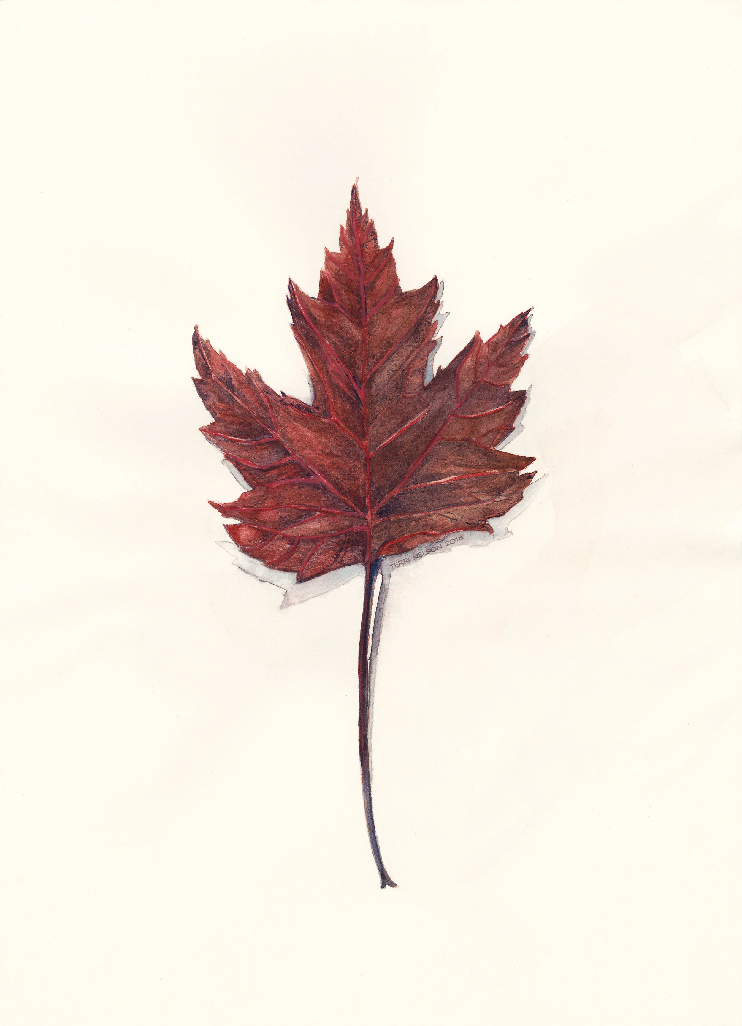 Maple
