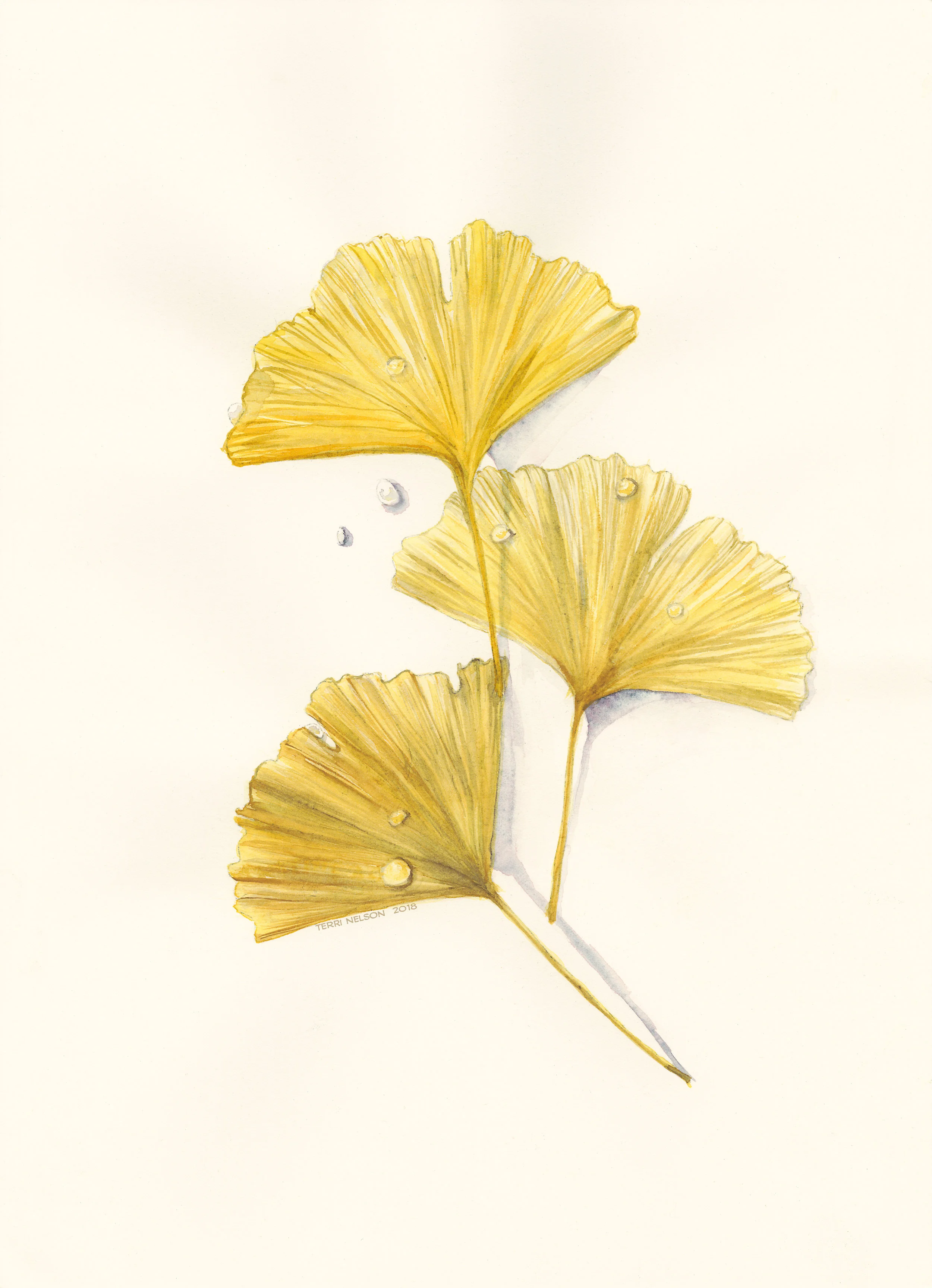 Ginkgo Leaves