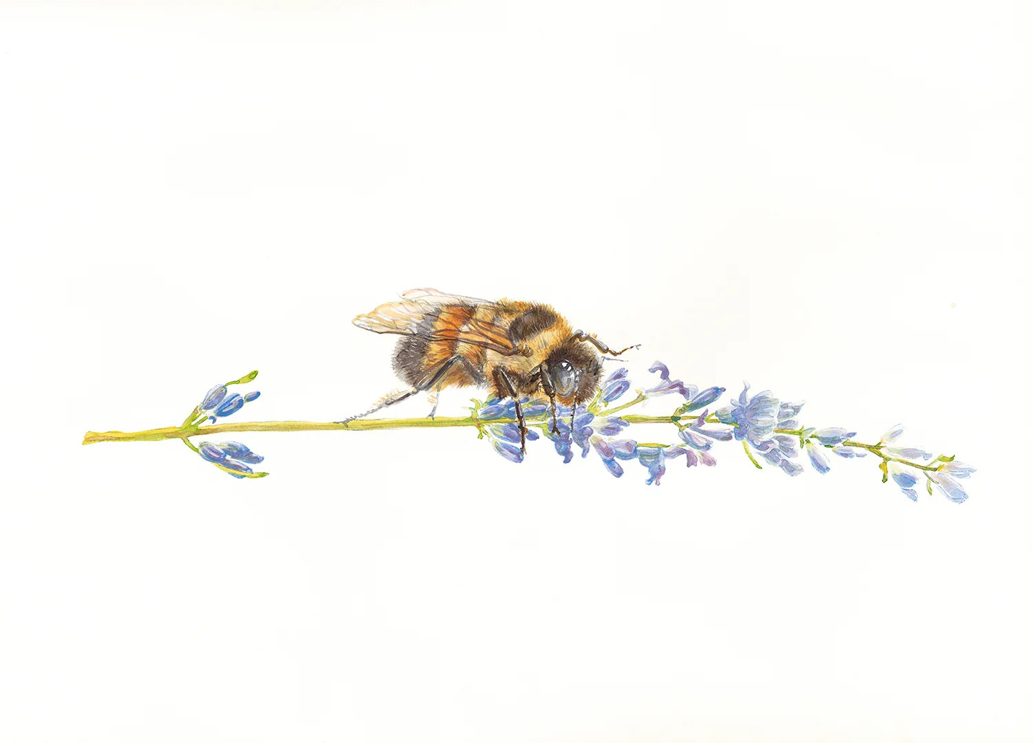 Honeybee and Lavender