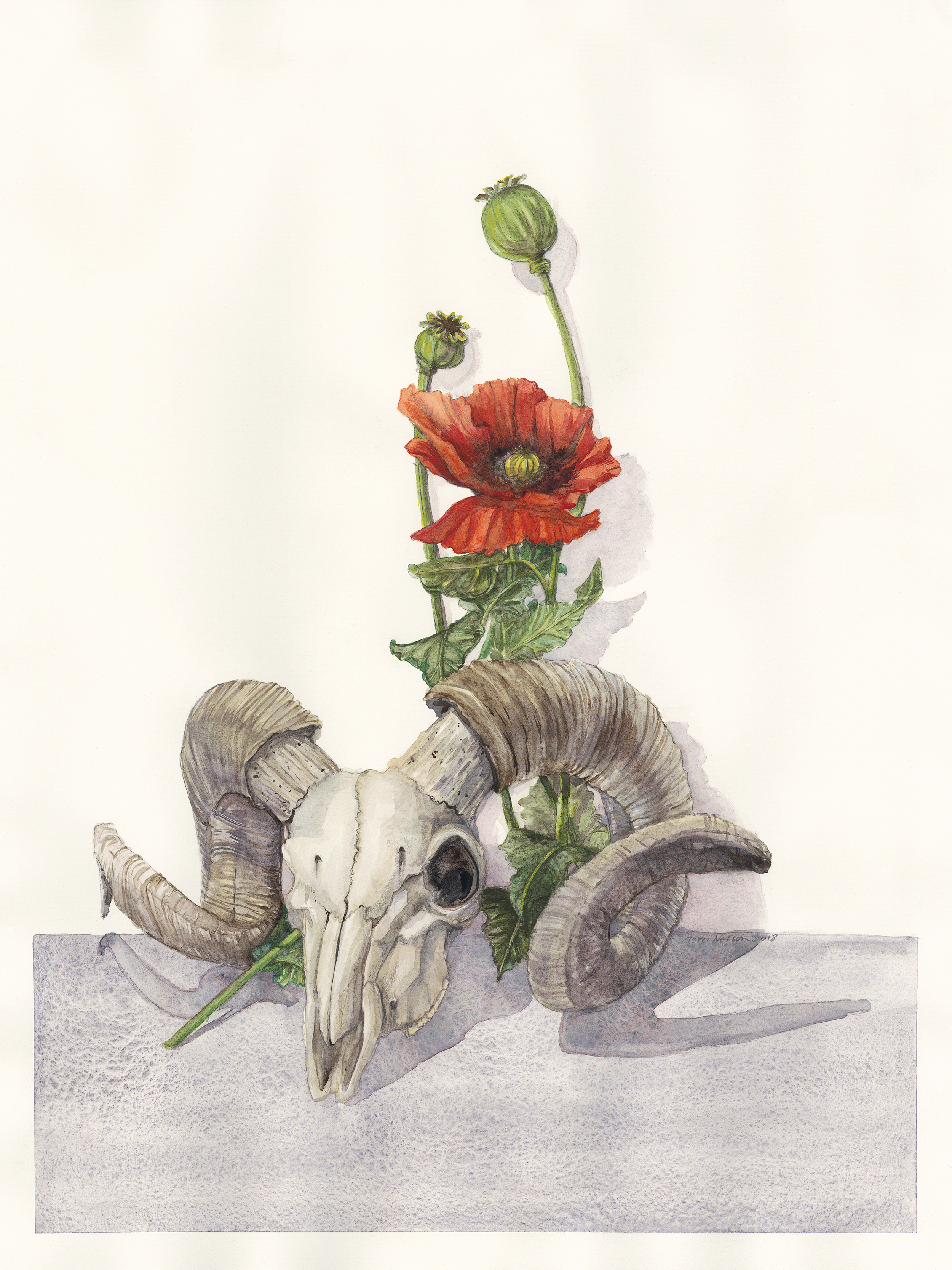 Ram Skull and Opium Poppy