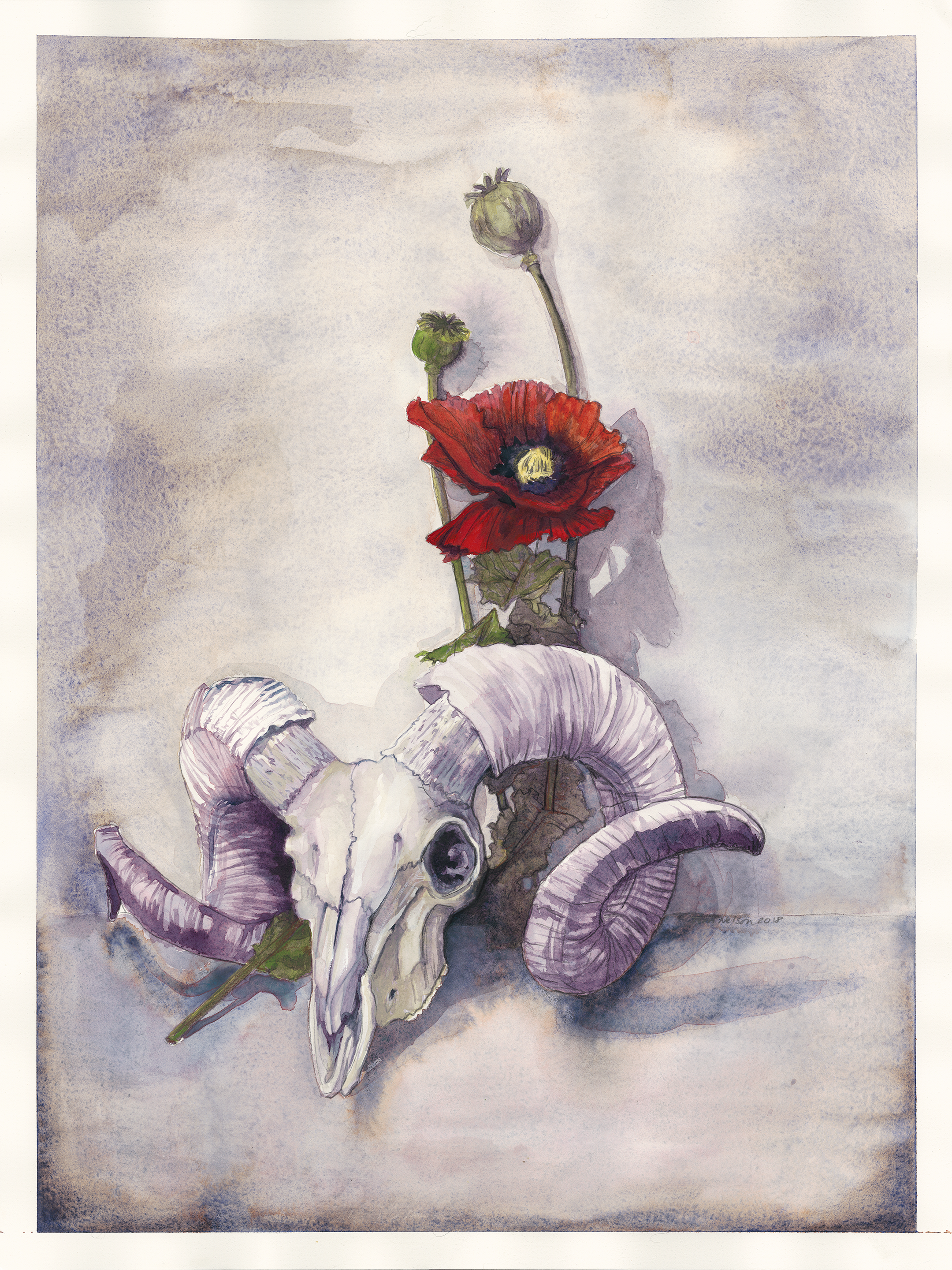 Study: Ram Skull and Opium Poppy