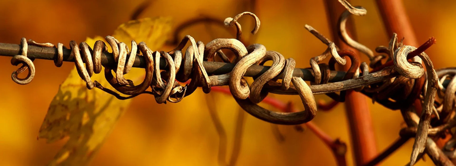 GD Vajra Tasting & Class