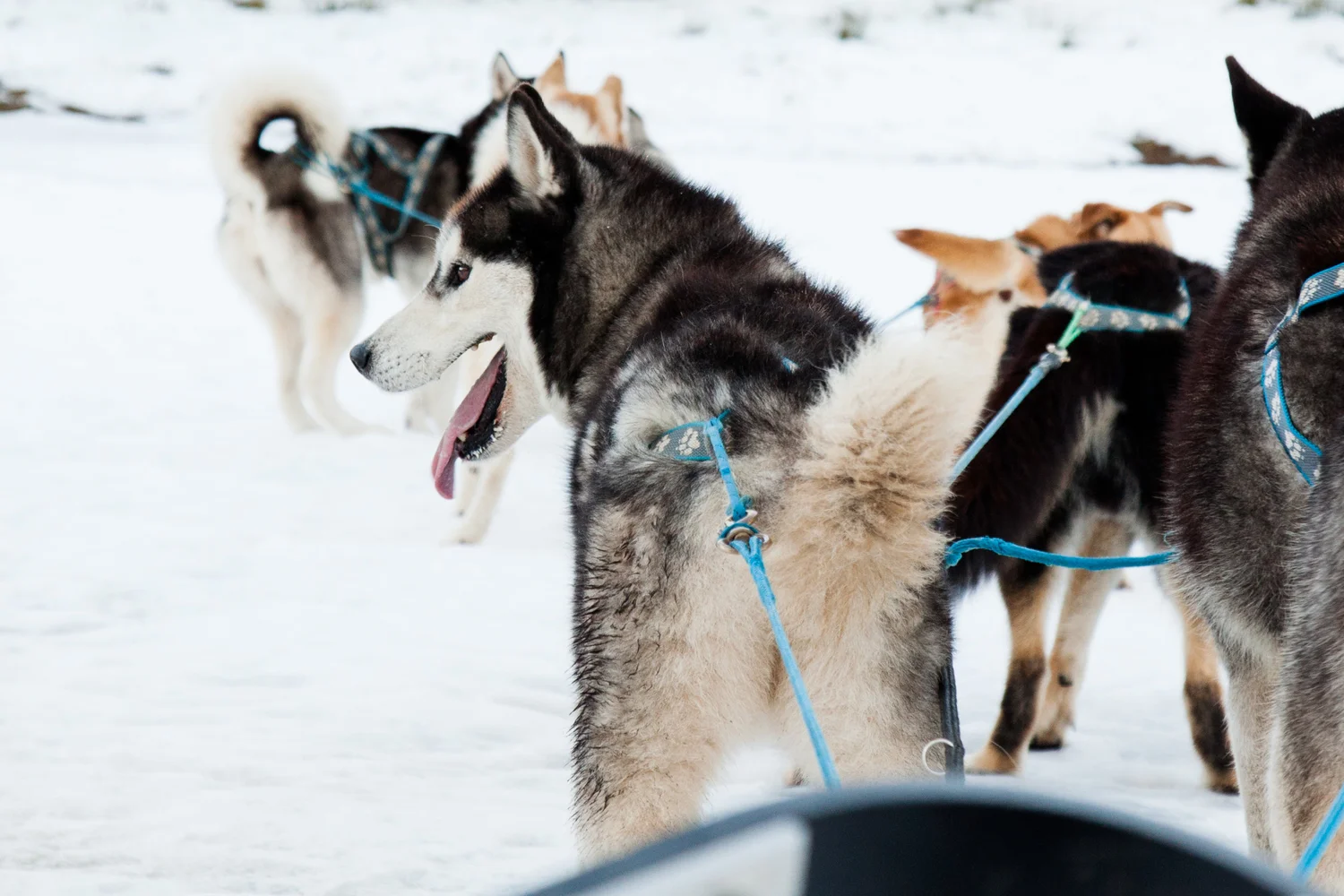 Mount Hotham Alpine Resort Sled Dog Tours — Howling Huskys
