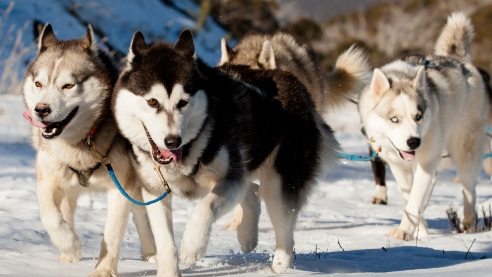 Sled Dog Dash An exciting adventure suitable for couples, friends, kids, and solo riders! Feel the rush as you're pulled through breathtaking alpine scenery