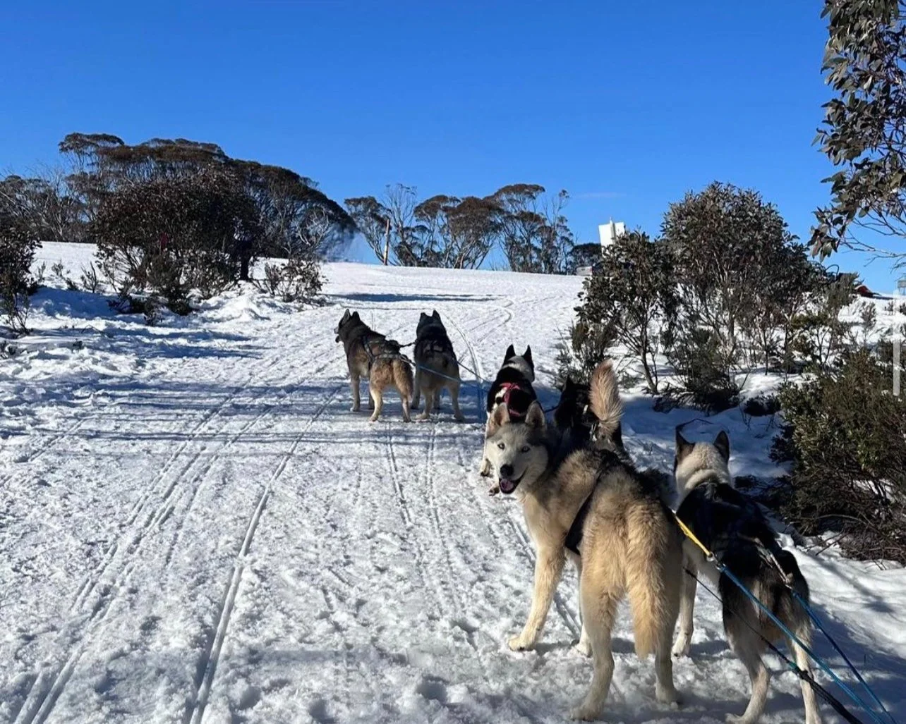 Mount Hotham Alpine Resort Sled Dog Tours — Howling Huskys
