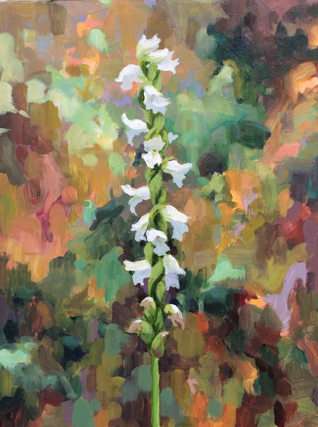 Nodding Ladies' Tresses Orchid, acrylic 9"x12"