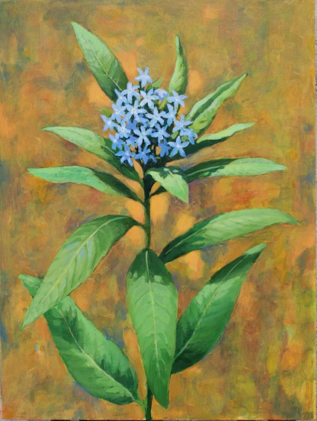 Eastern Blue Star, acrylic 9"x12"