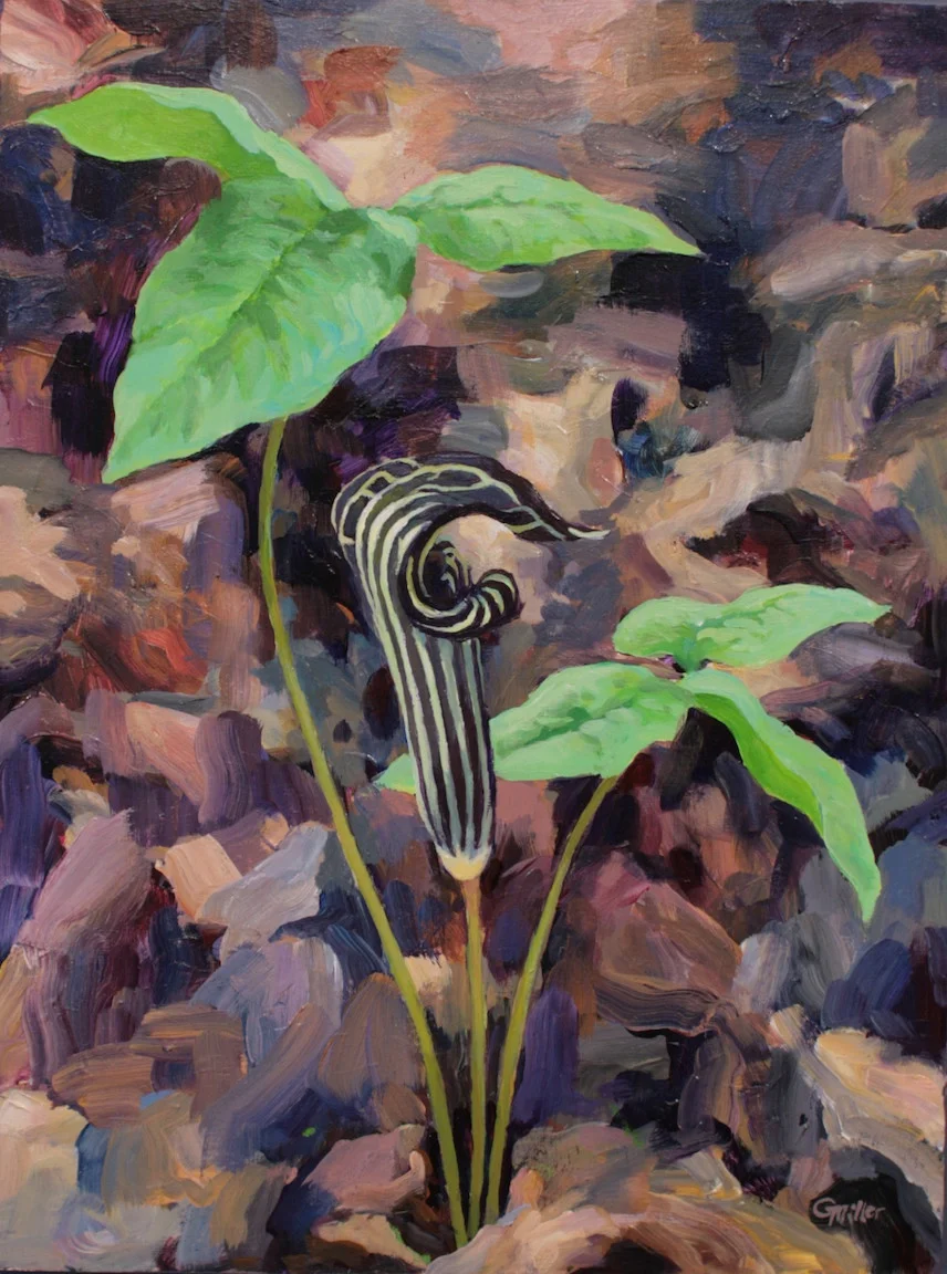 Jack in the Pulpit, acrylic 9"x12"