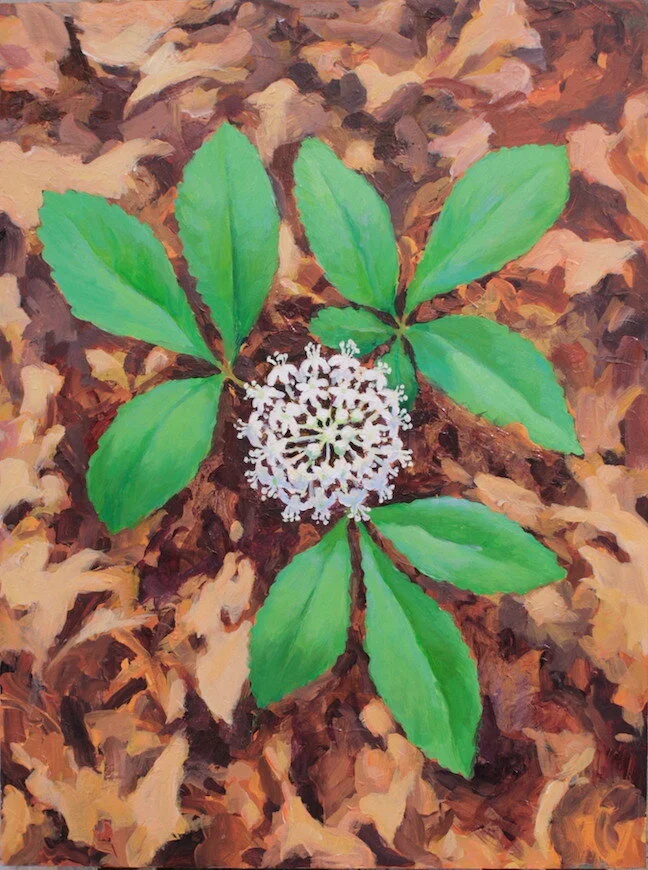 Dwarf Ginseng, acrylic 9"x12"