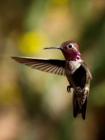 06,DE331,DN,Anna'sHummingbird.jpg