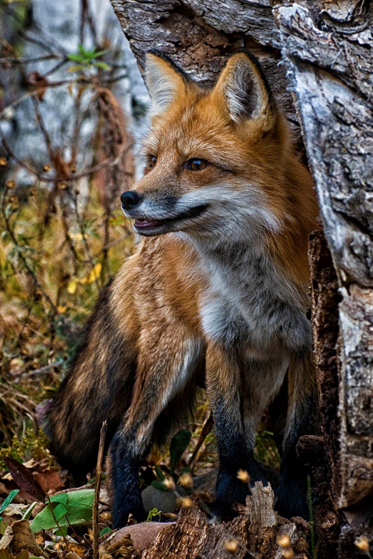  LITTLE RED FOX Diane Darnielle 