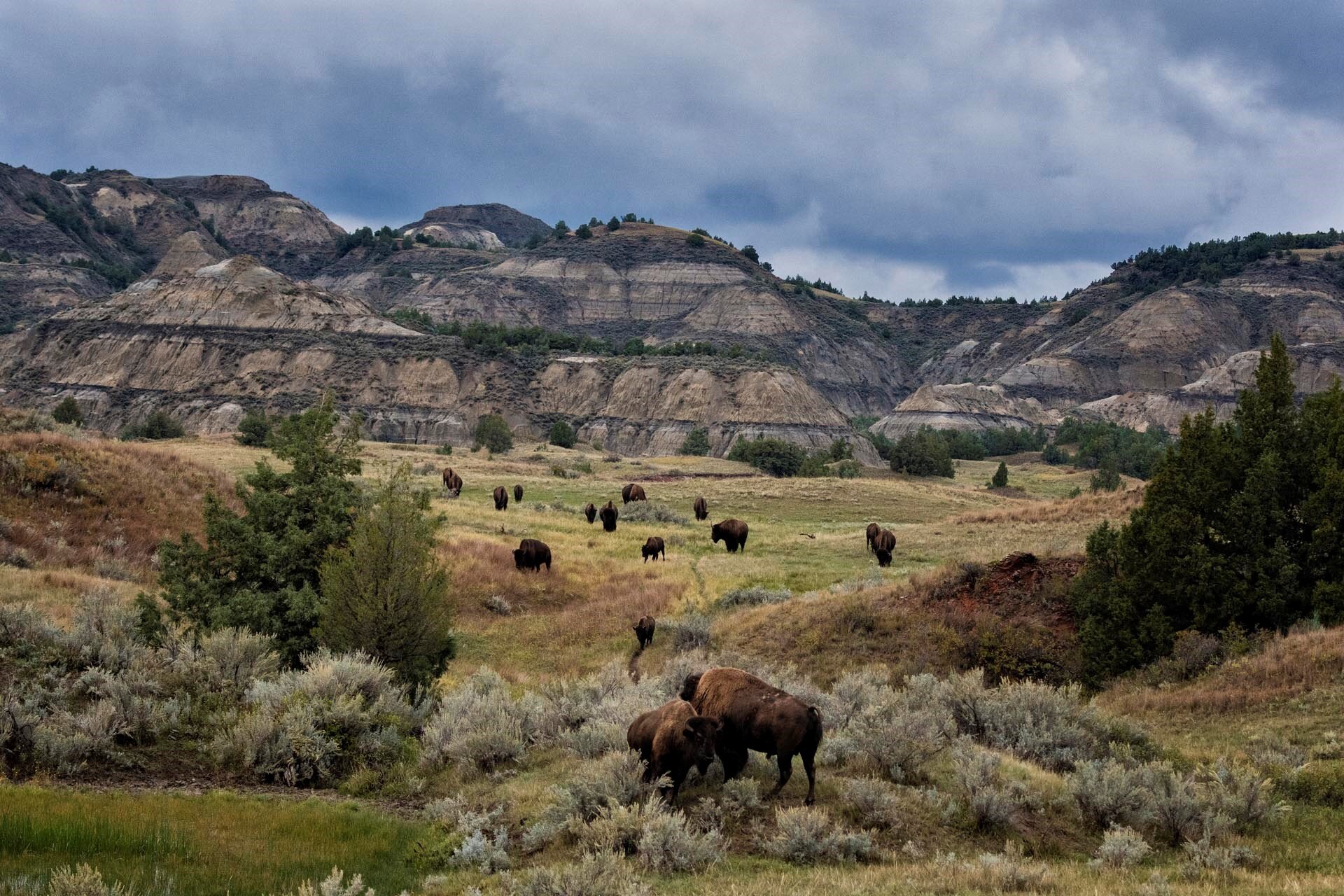  THEODORE ROOSEVELT NP Diane Darnielle 