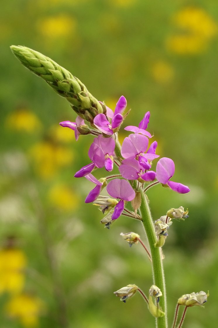 18,Pink and Yellow.JPG