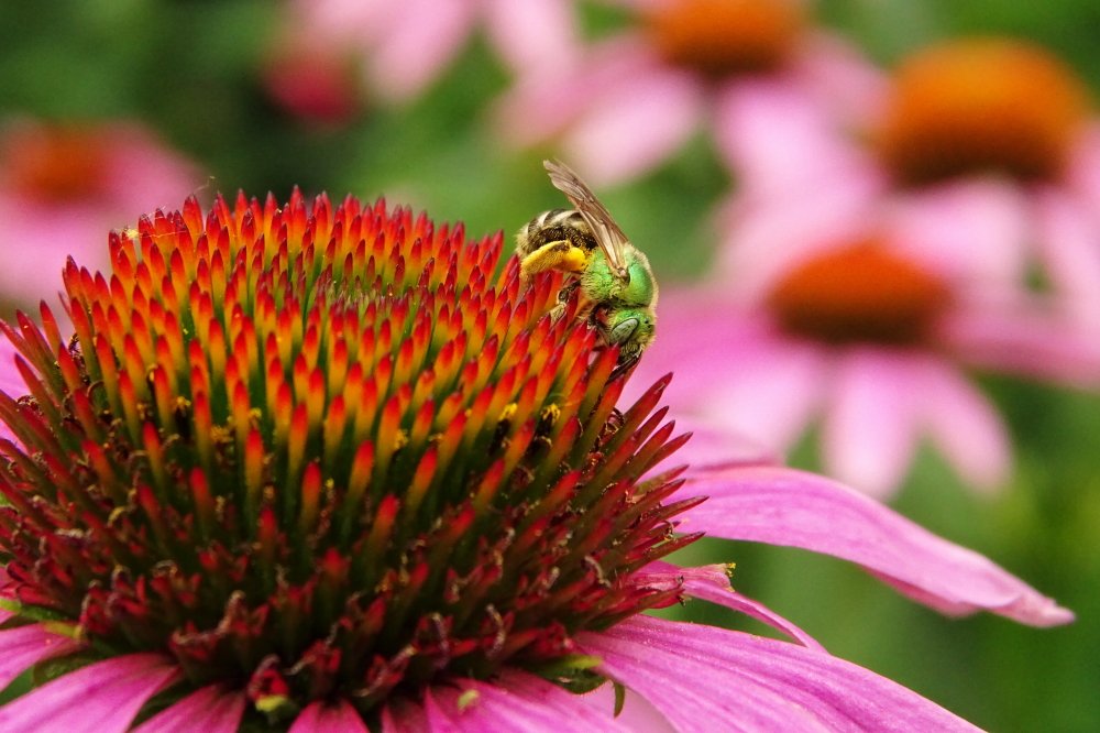 26,Green Bee.JPG