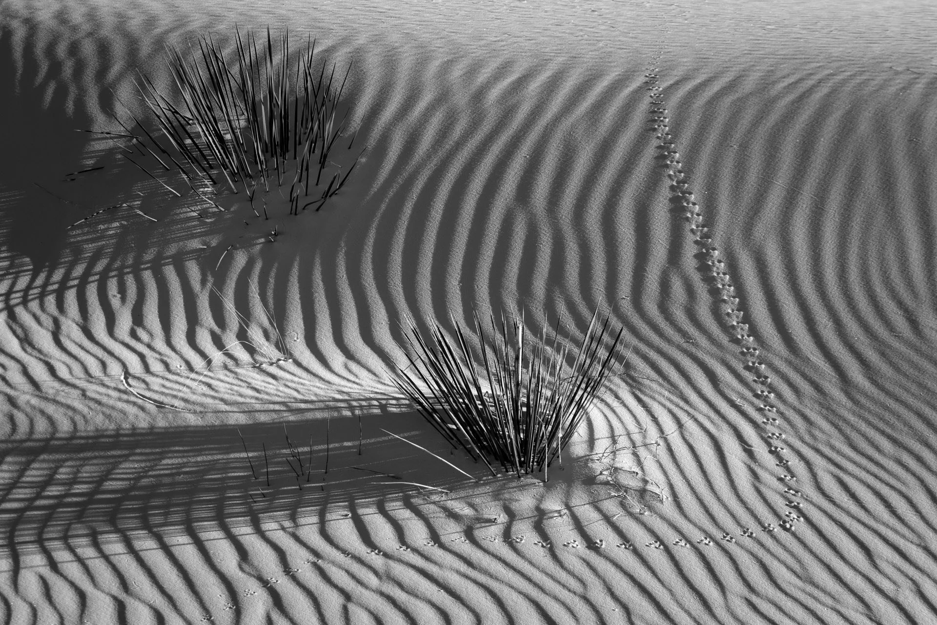 58,Into the Dunes.jpeg