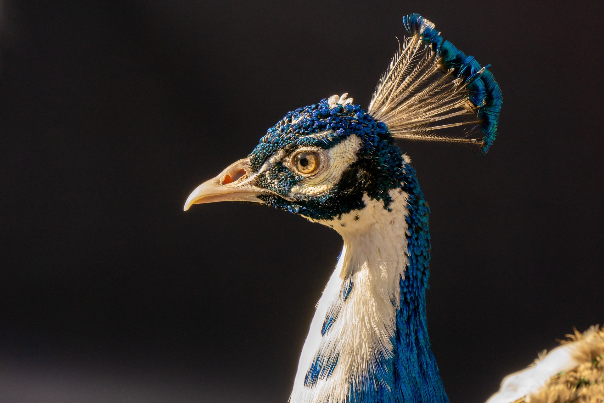 40,Blank Park Zoo Peacock.jpg