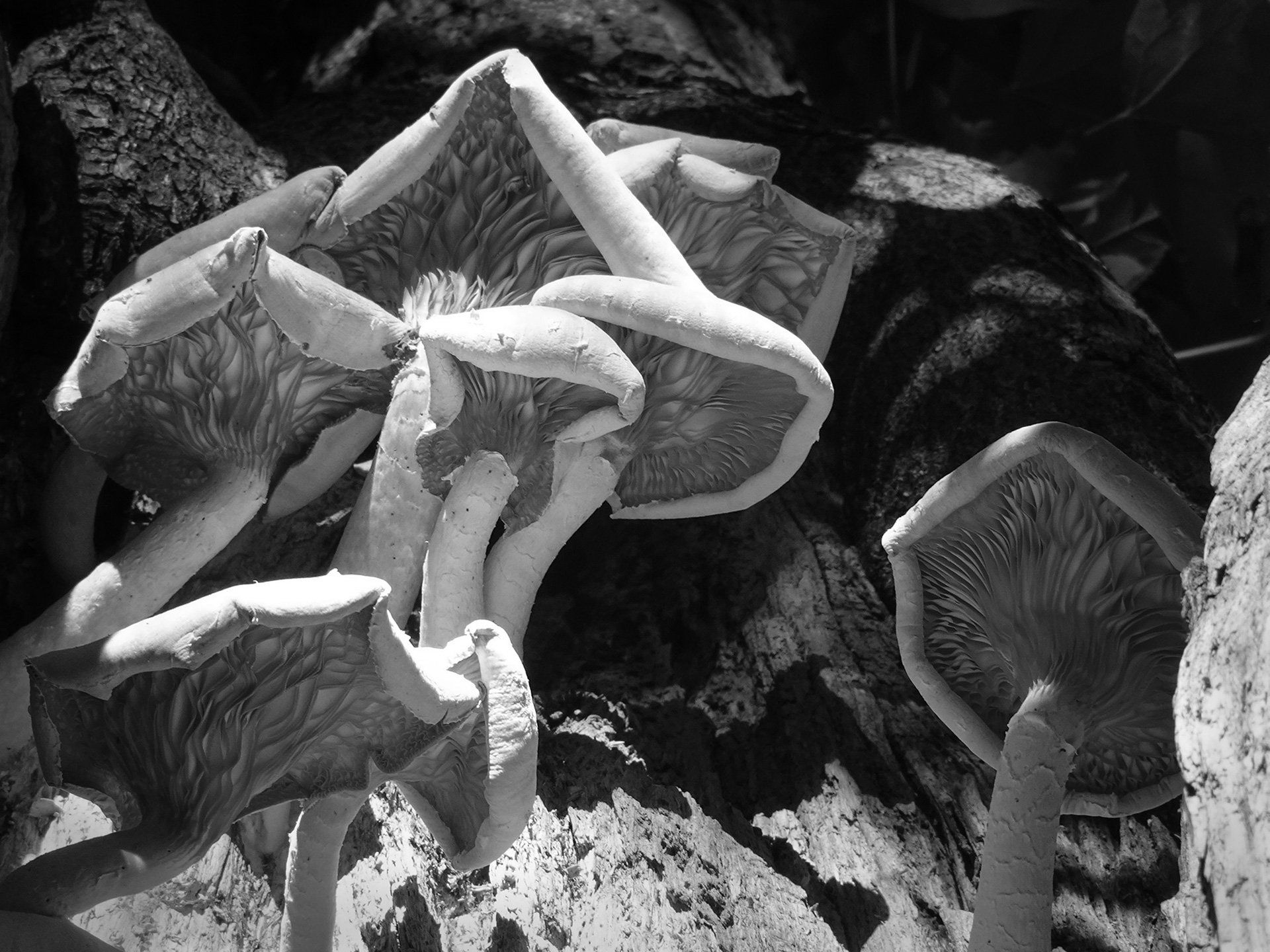 45,Mushroom Cascade.jpg