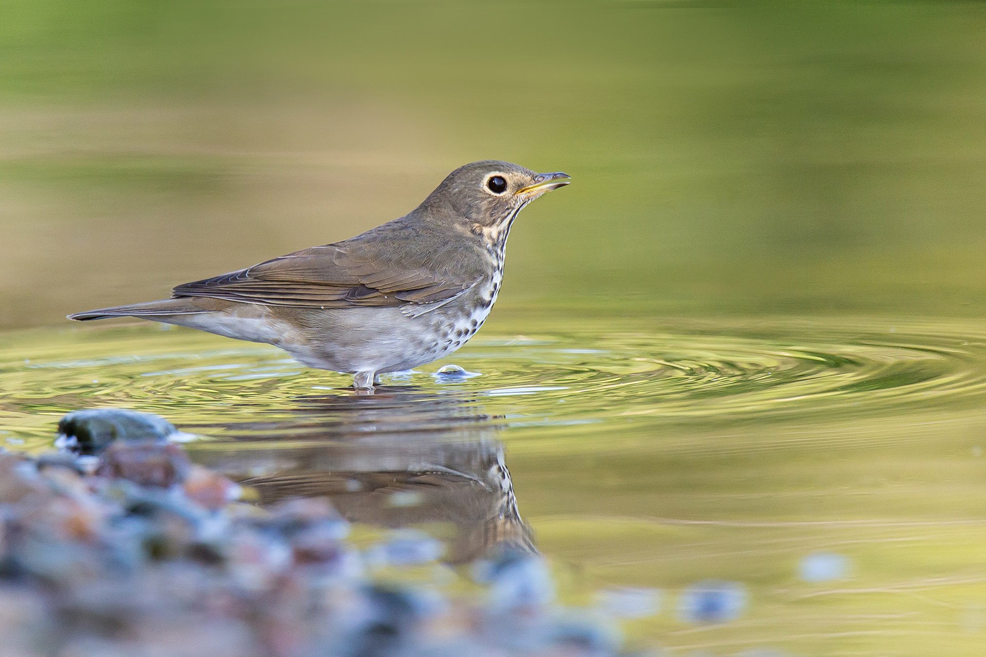 50,Wading in the Water.jpg