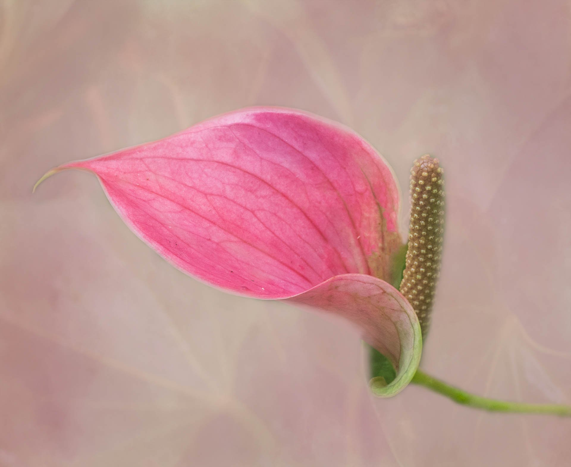 02,Flamingo Lily.jpg