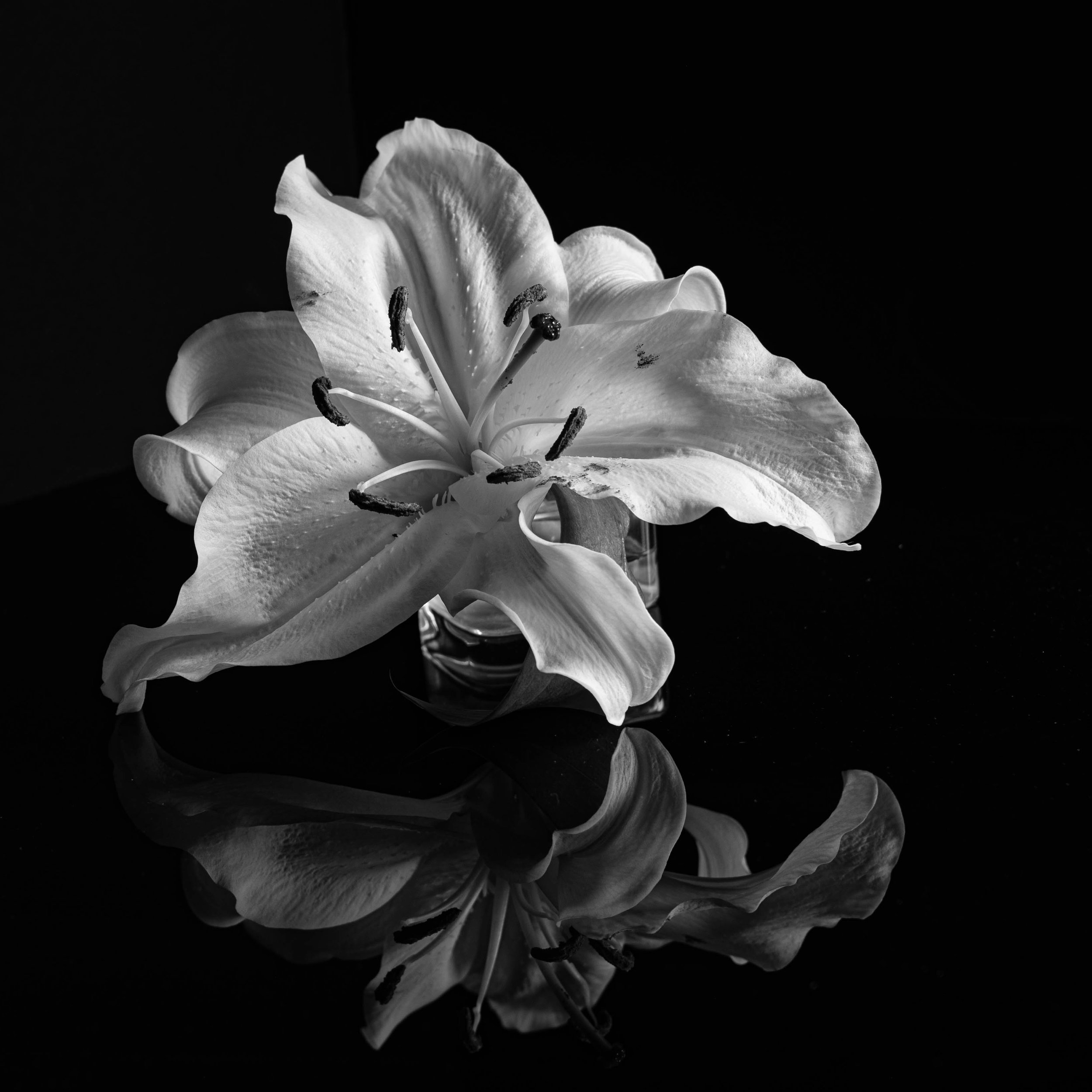 07,Reflections of a Day Lily.jpg