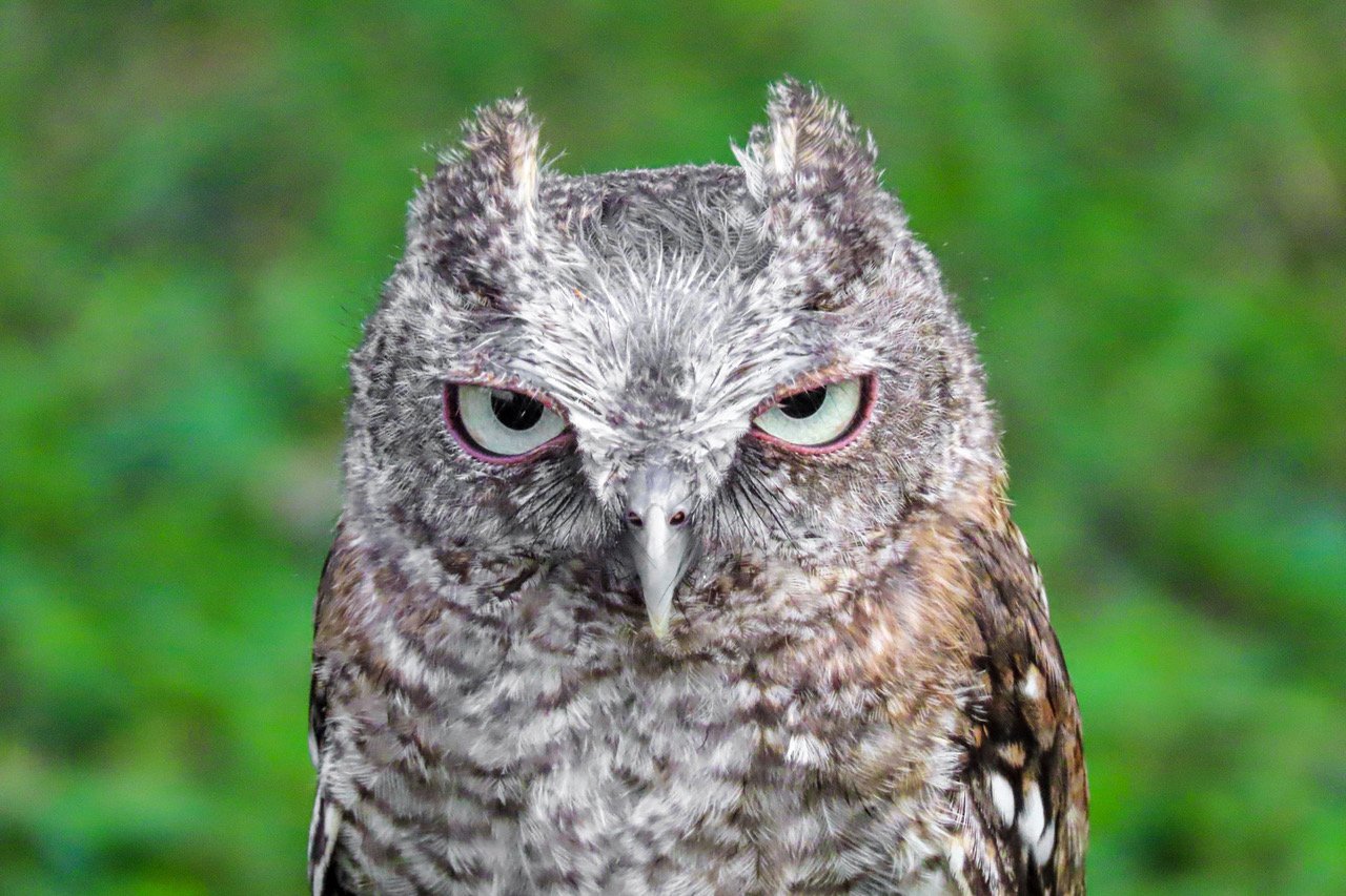 08,Owl Staredown.jpeg