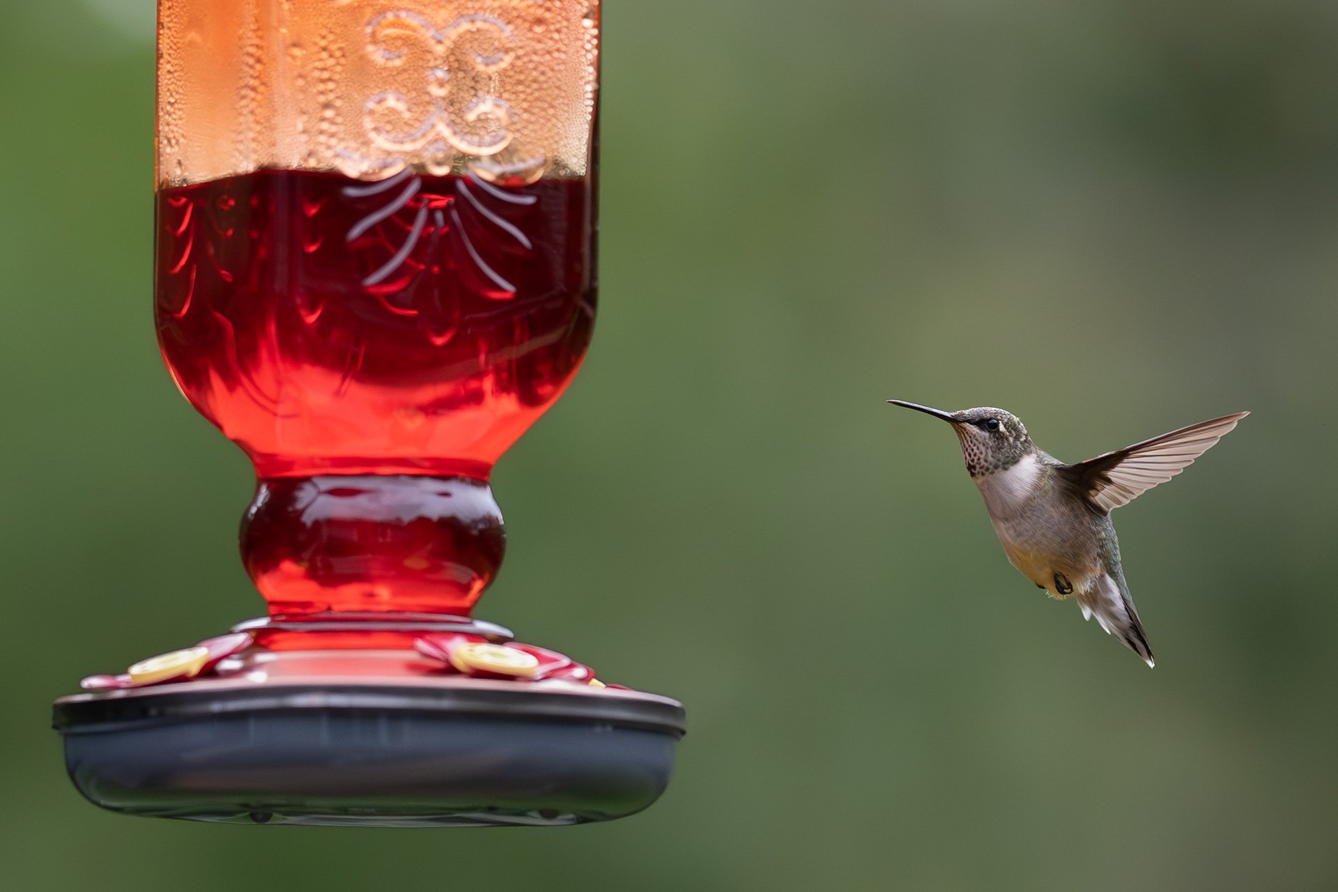 10,Thirsty Little Bird.jpg