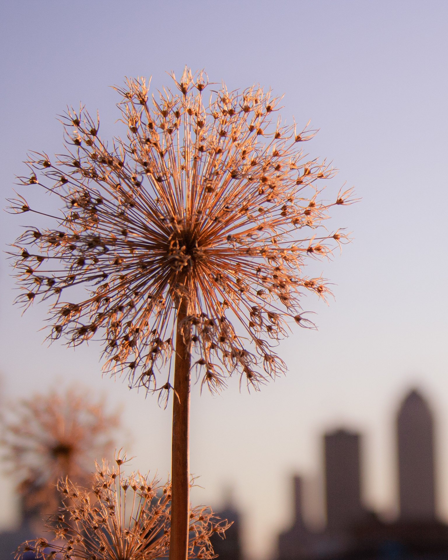 11,Nature_s Fireworks.jpg