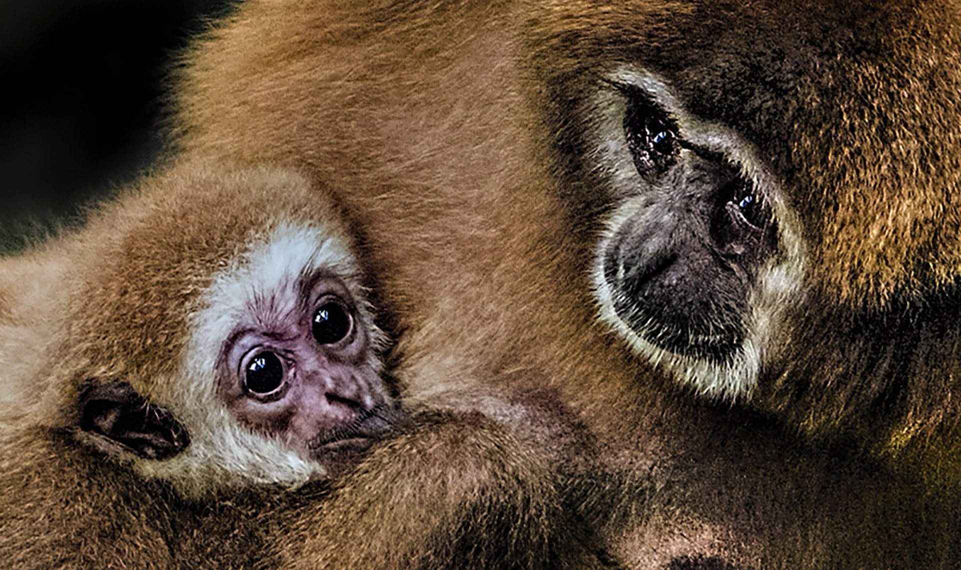 11,Nursing Baby Gibbon.jpg