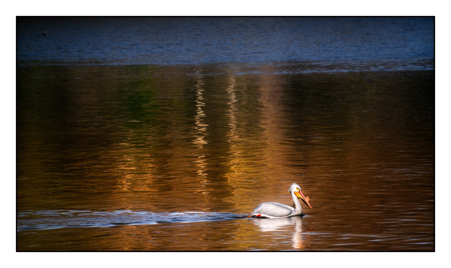 16,Lonely Pelican.jpg