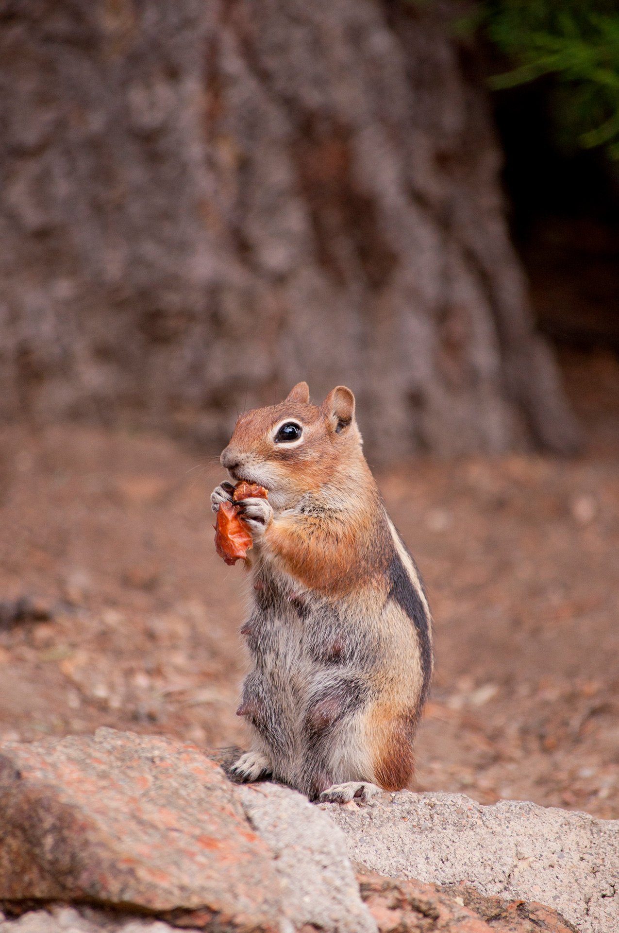 23,Ground Squirrel.jpg