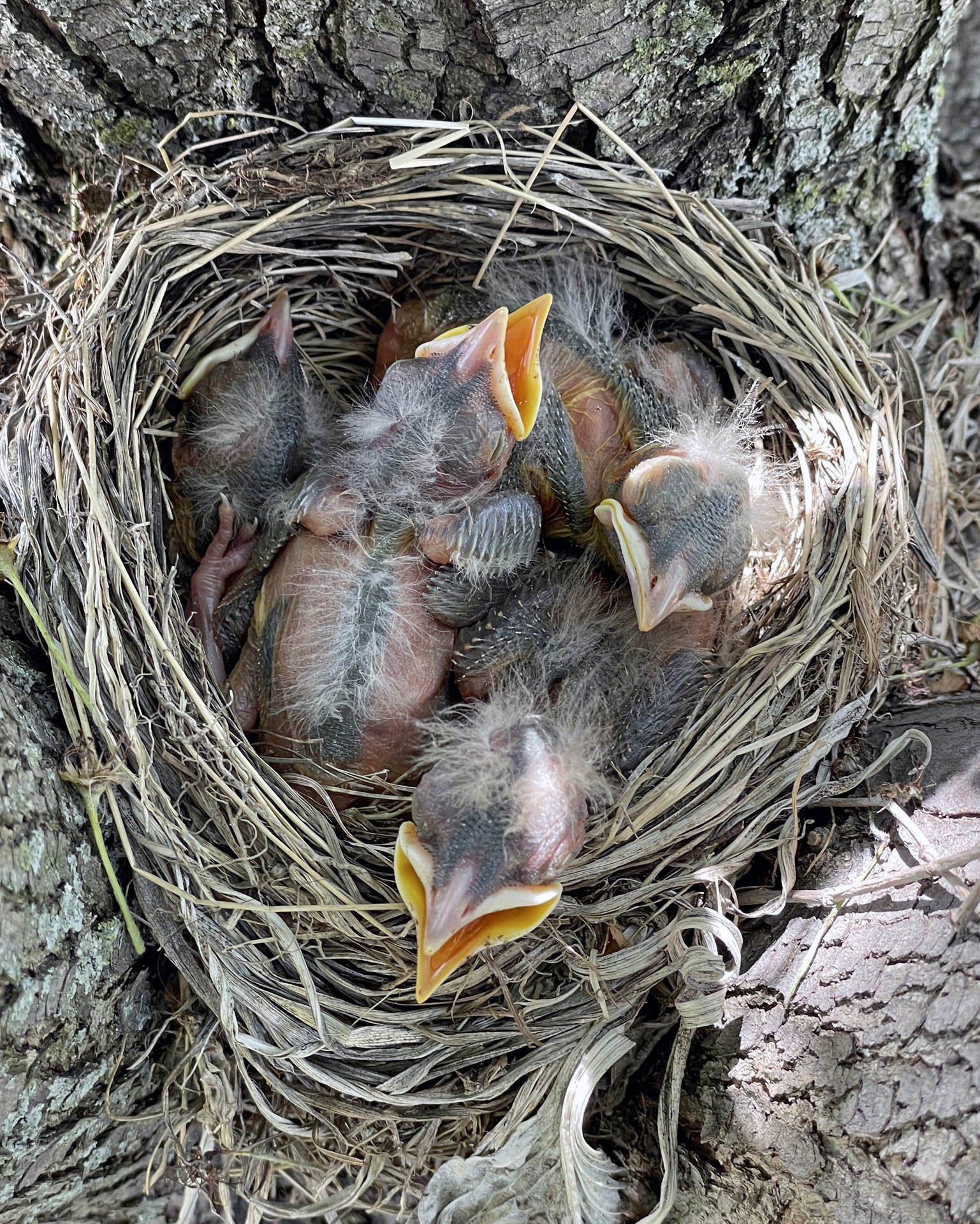 25,4 New Born Robins.jpg