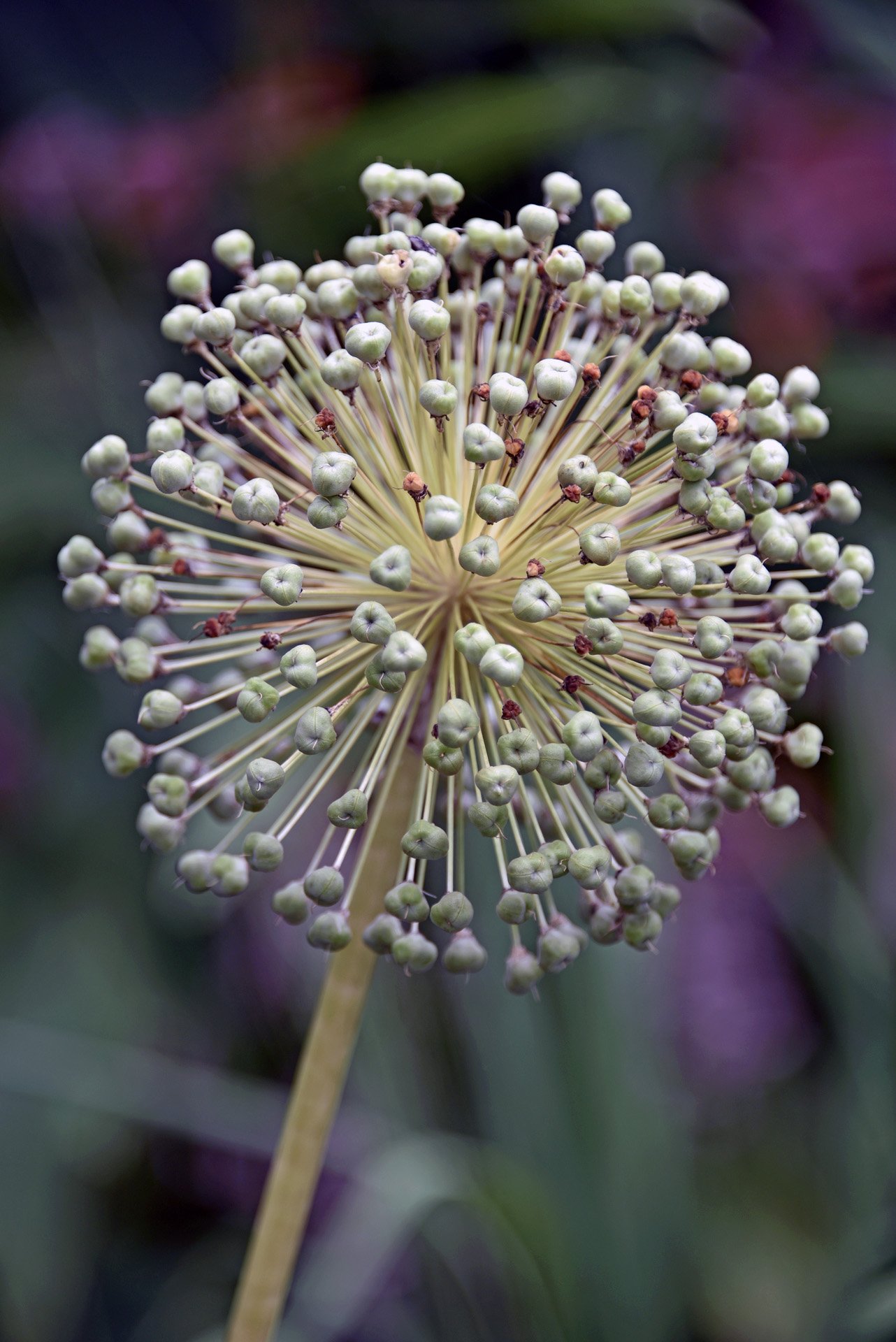 32,Explosion in the Garden.jpg