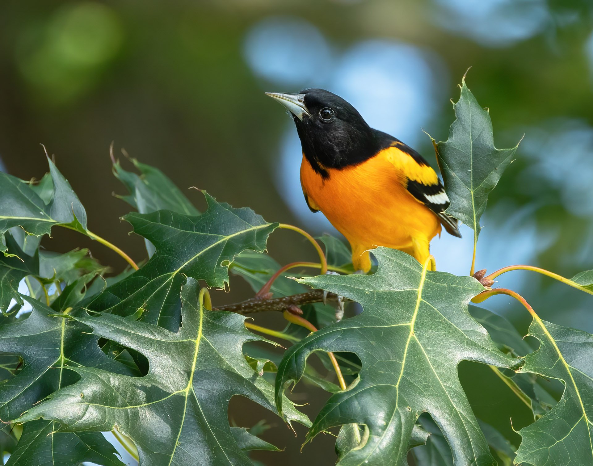 51,Oriole in the Oak Tree.jpg