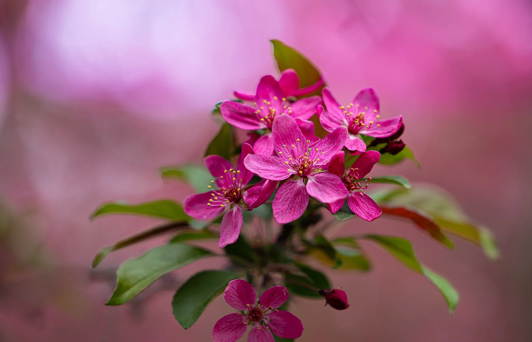 55,In the light of Spring unfolding.jpg