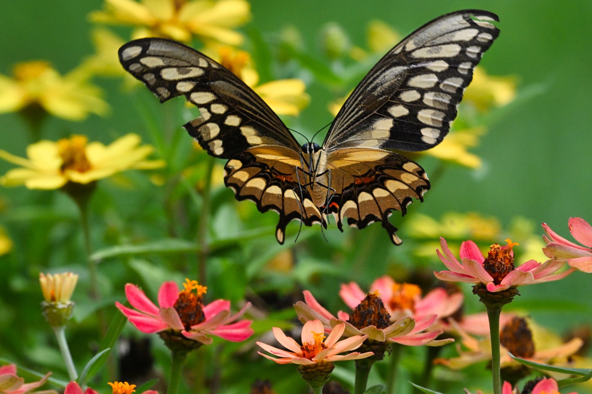 10,Floats Like a Butterfly.jpeg