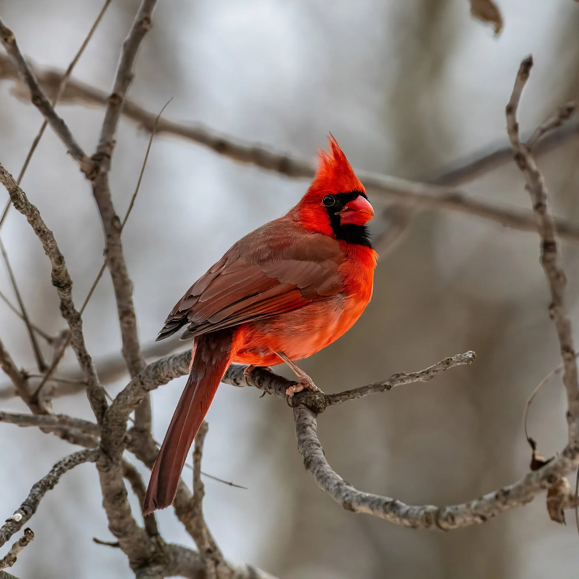 33,Cardinal in Winter.jpg