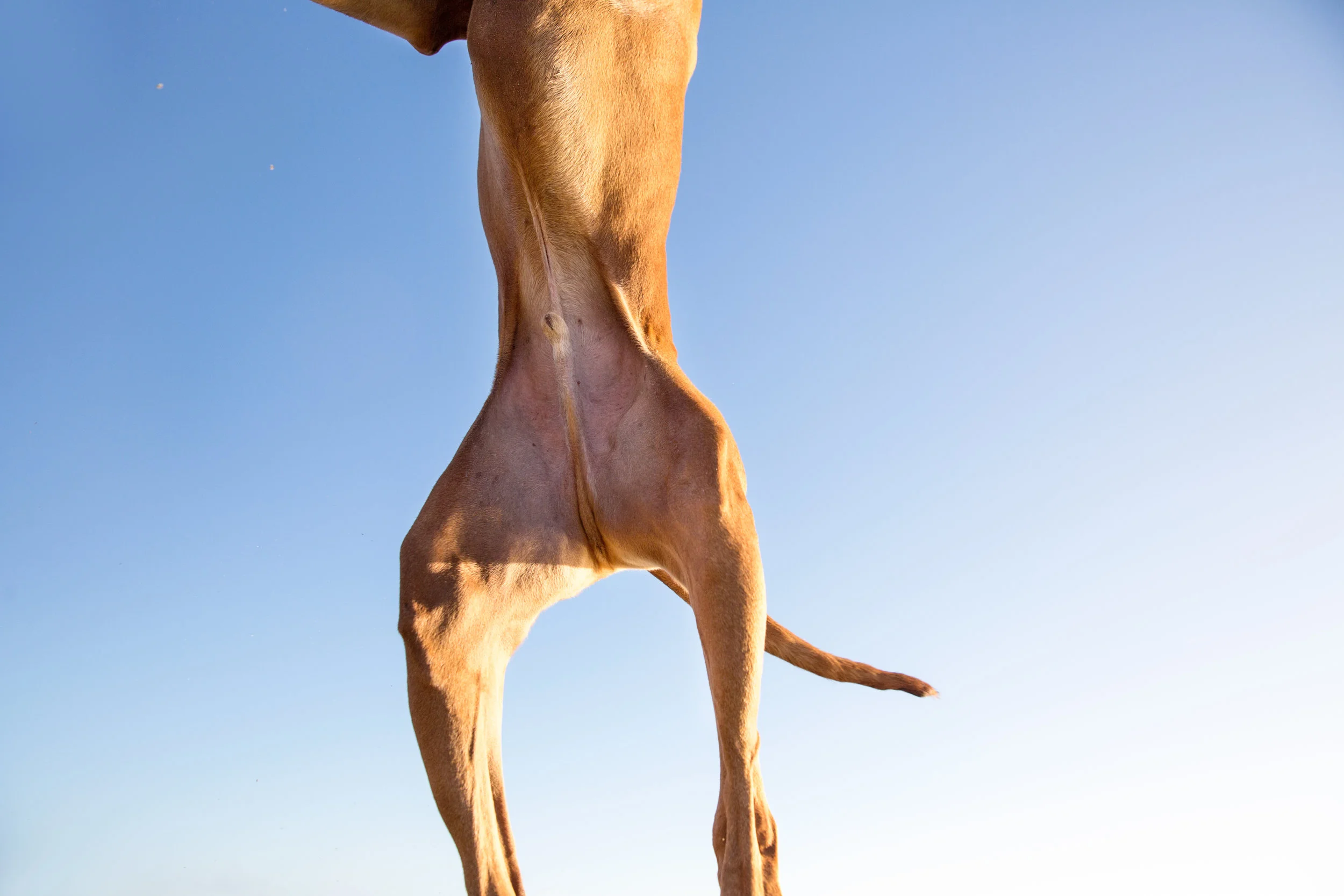 2016_10_01_Ridgeback_Bantu_funston_RKP_065_sRGBfinal.jpg