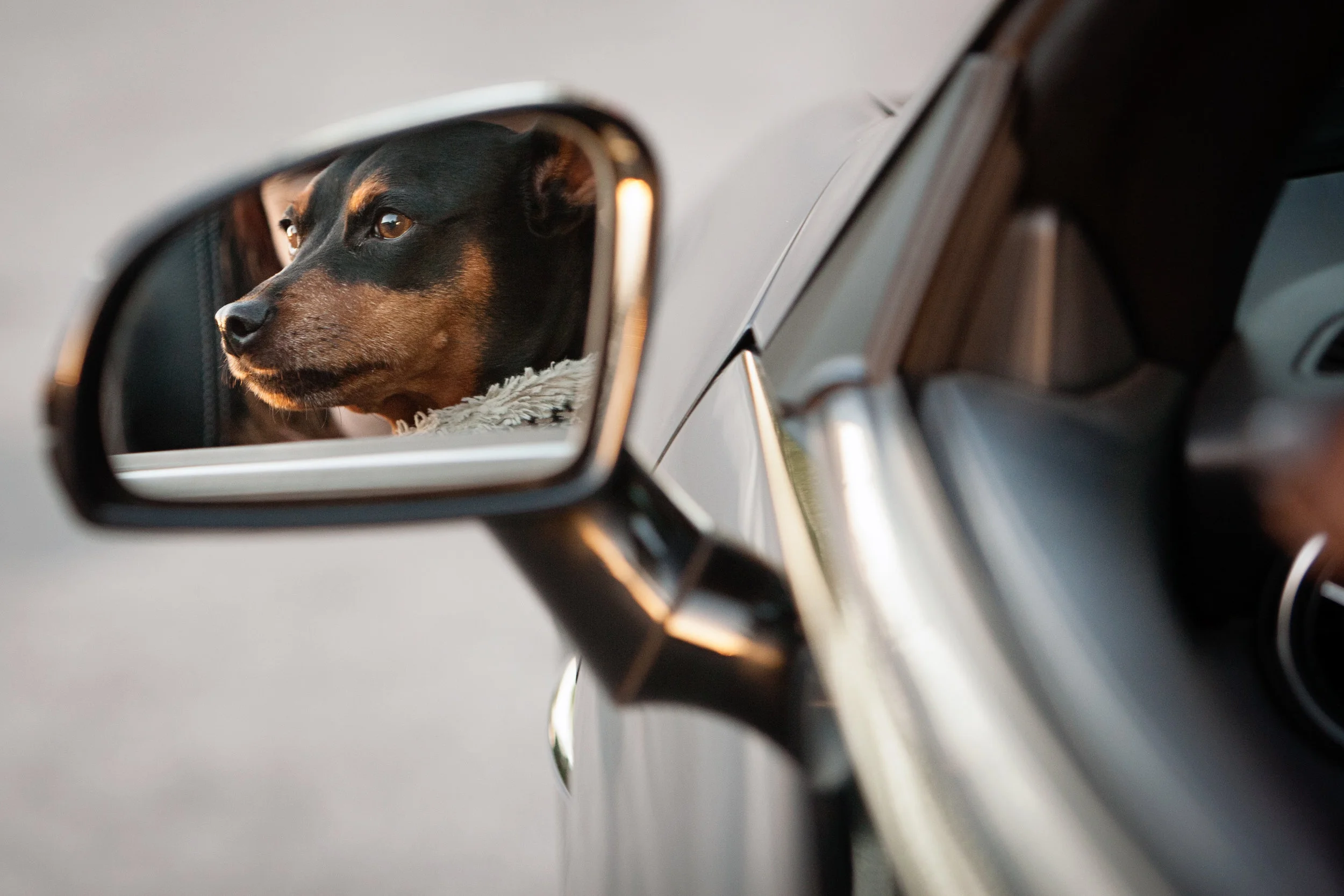 2014_06_12_Dog_Hansel_rkp068_sRGBfinal.jpg