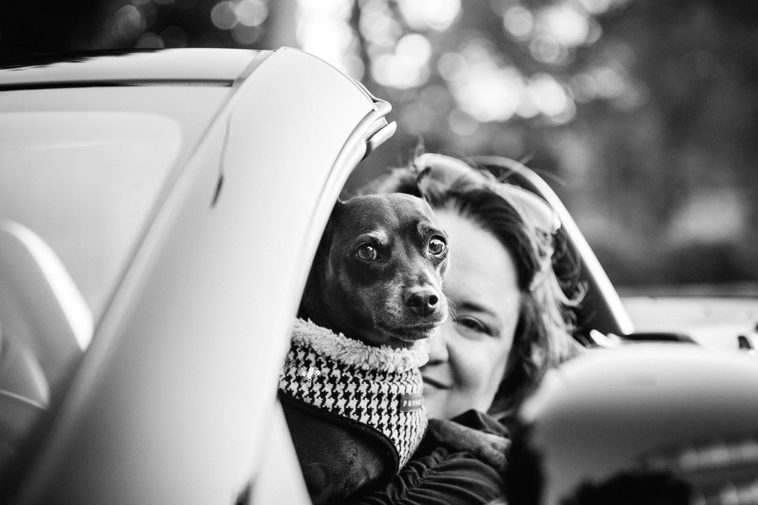 2014_06_12_Dog_Hansel_rkp073_sRGBfinal.jpg